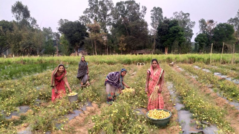 गोठान में मल्चिंग विधि से खेती कर उपजाया बम्पर टमाटर
