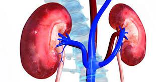 किडनी रोगों से पीड़ितों को मिलेगी राहत, 12 और जिला अस्पतालों में शुरू होगी निःशुल्क डायलिसिस सुविधा