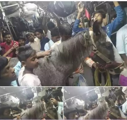 लोकल ट्रेन में सफर करते दिखा घोड़ा, इंटरनेट पर तस्वीरें छा गई