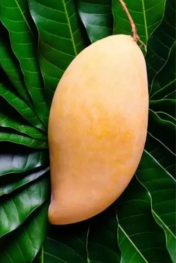 गर्मियों में तेजी से कम होगा वजन, Nutritionist द्वारा बाताए इन 4 तरीकों से खाएं आम