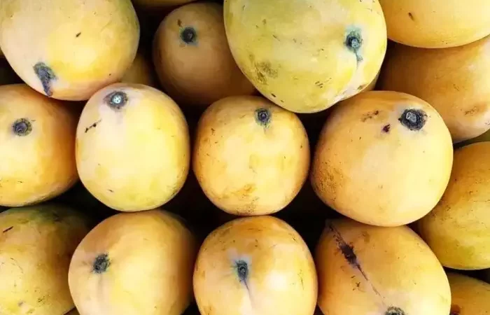 गर्मी में आम खाने के बाद भूलकर भी न खाएं ये चीजें, पड़ जाएंगे लेने के देने