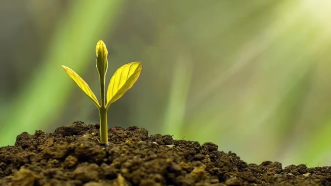 बड़ी सफलता : चांद से लाई गई मिट्टी में वैज्ञानिकों ने पहली बार उगाए पौधे, अंतरिक्ष के क्षेत्र में अहम उपलब्धि