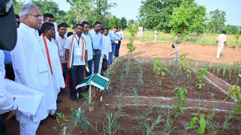 बेस्ट क्वालिटी अल्फांजों आम की प्रदेश की पहली अमराई राजागांव में