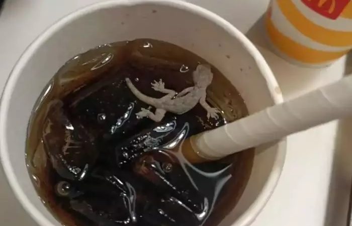मैकडॉनल्ड्स के कोल्ड ड्रिंक में तैरती हुई छिपकली