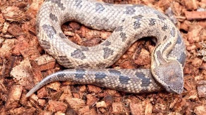 खाने में मिला सांप: केरल के एक परिवार ने होटल से ऑर्डर किया था खाना, पैकिंग खोलते ही मिली खाल