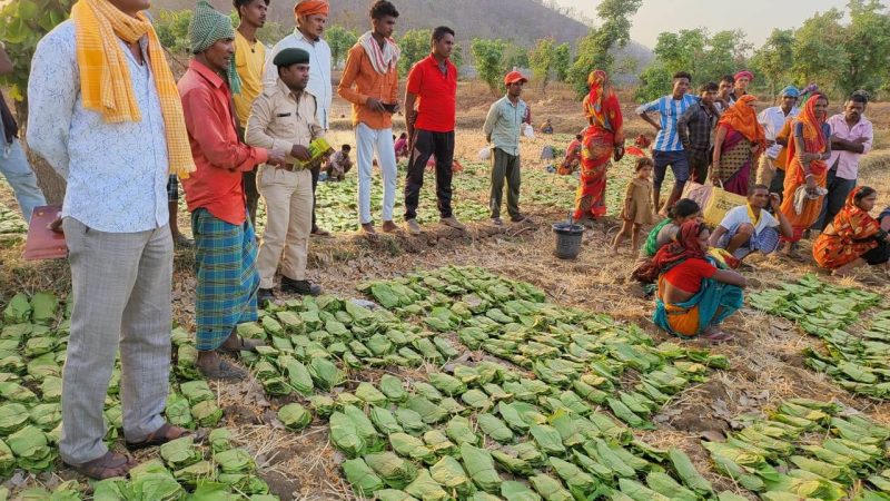 लगभग 12 लाख संग्राहकों द्वारा अब तक 634 करोड़ रुपए से अधिक राशि के तेन्दूपत्ता का हो चुका संग्रहण