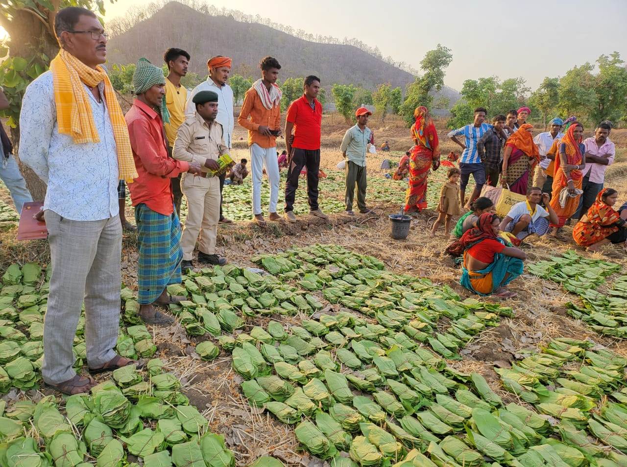 लगभग 12 लाख संग्राहकों द्वारा अब तक 634 करोड़ रुपए से अधिक राशि के तेन्दूपत्ता का हो चुका संग्रहण