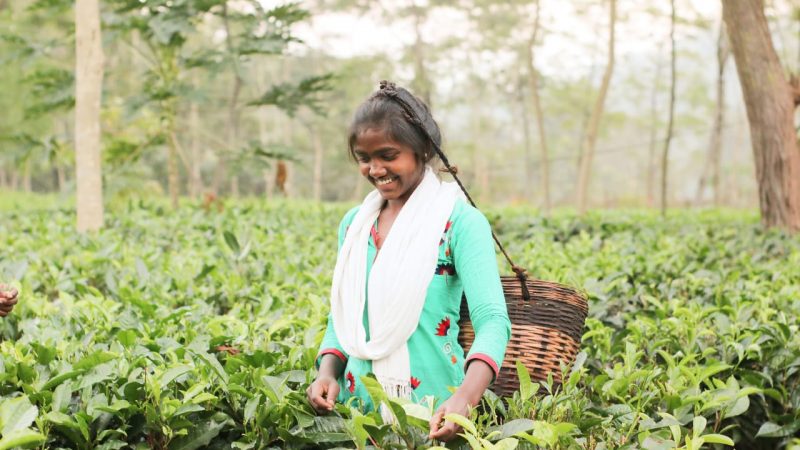 जशपुर की नई पहचान बन गए हैं यहां के चाय बागान