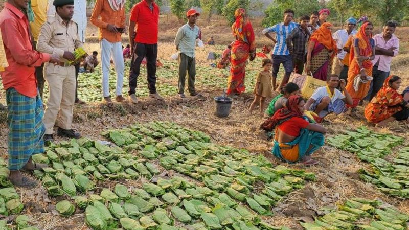 छत्तीसगढ़ में 12 लाख संग्राहकों द्वारा 630 करोड़ रुपए का तेन्दूपत्ता संग्रहित