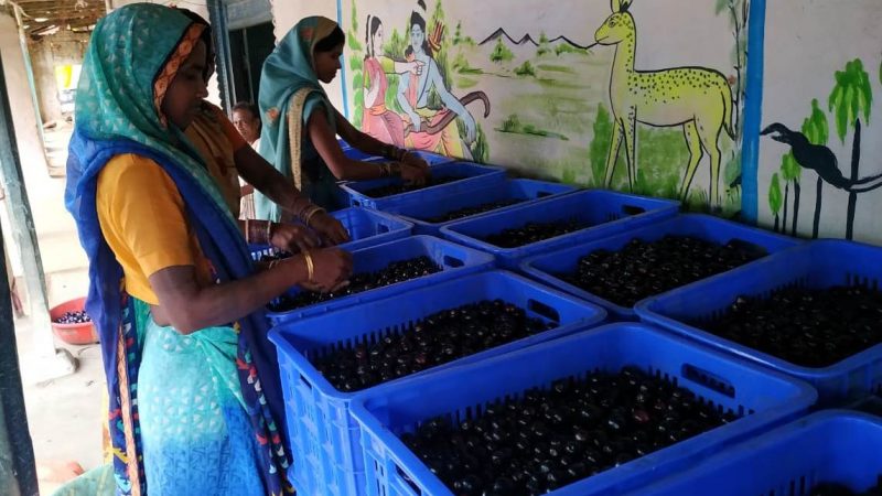 ​​​​​​​रायगढ़, केशकाल तथा मरवाही में लक्ष्य के दोगुना से अधिक 815 क्विंटल जामुन का संग्रहण