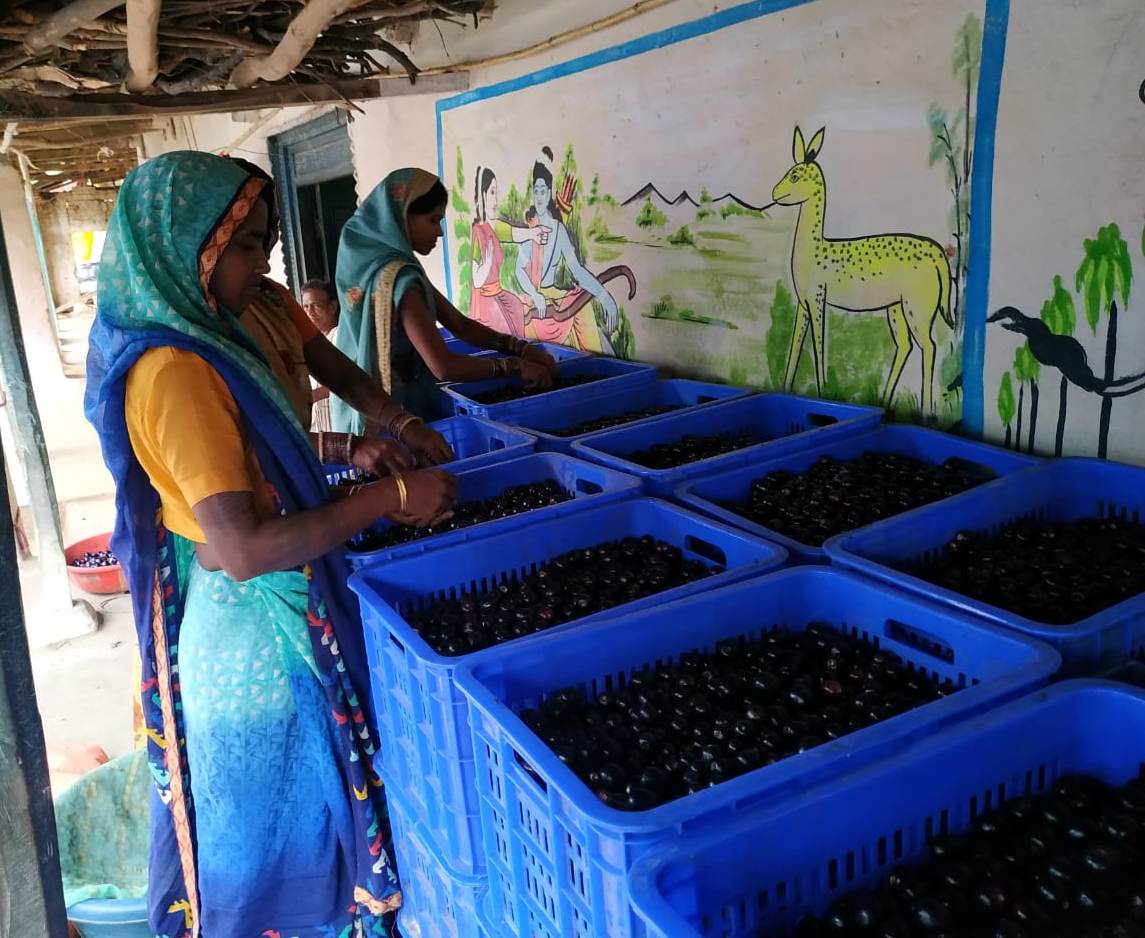 रायगढ़, केशकाल तथा मरवाही में लक्ष्य के दोगुना से अधिक 815 क्विंटल जामुन का संग्रहण