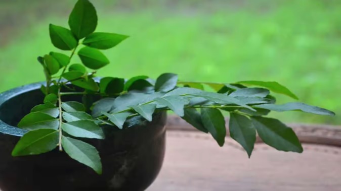 भोजन का स्वाद बढ़ाने से लेकर वजन कम करने में भी कारगर हैं ये पत्तियां