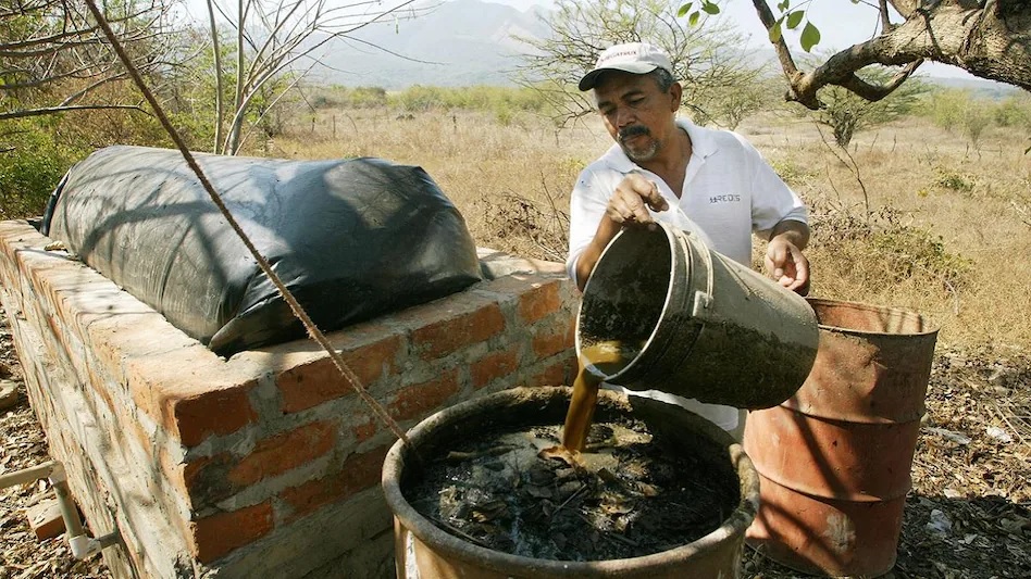 भारत से गोबर खरीद रहा कुवैत… पहली खेप रवाना