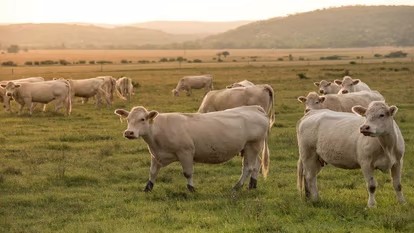 गाय-भेड़ों के डकारने पर किसानों को देना होगा टैक्स, न्यूज़ीलैंड बना रहा कानून, जानें इसके बारे में