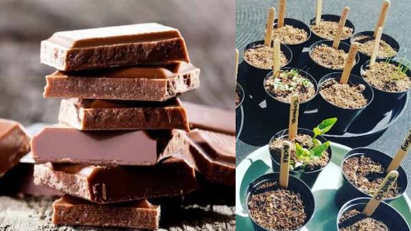 कीड़ों से बिस्किट, शेक और चॉकलेट बना रही कंपनी, खाने को तैयार हैं लोग!