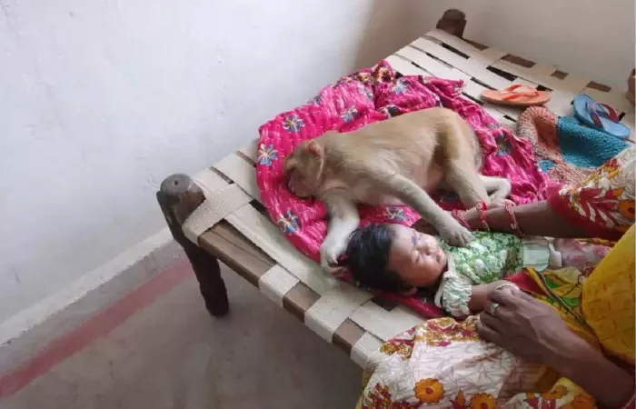 आंगन में बच्ची के साथ सो गई बंदरिया, मां की हलक में अटकी सांस, फिर क्या हुआ