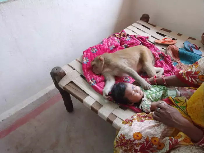 आंगन में बच्ची के साथ सो गई बंदरिया, मां की हलक में अटकी सांस, फिर क्या हुआ