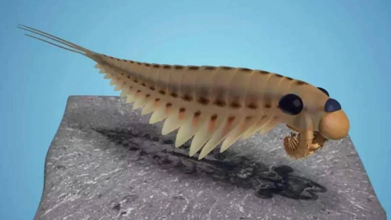 तीन आंखों वाले जानवर का जीवाश्म मिला, 50 करोड़ साल पहले जिंदा था यह क्रूर शिकारी