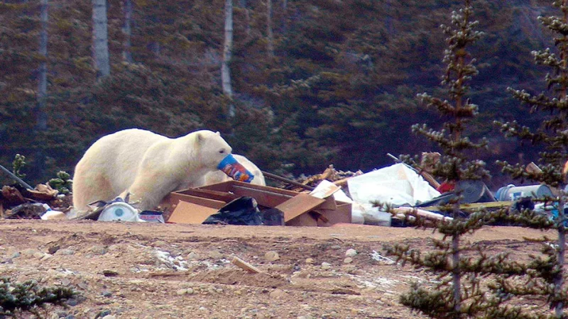 कचरा खाने को मजबूर हुए पोलर बीयर, क्लाइमेट चेंज का बुरा असर
