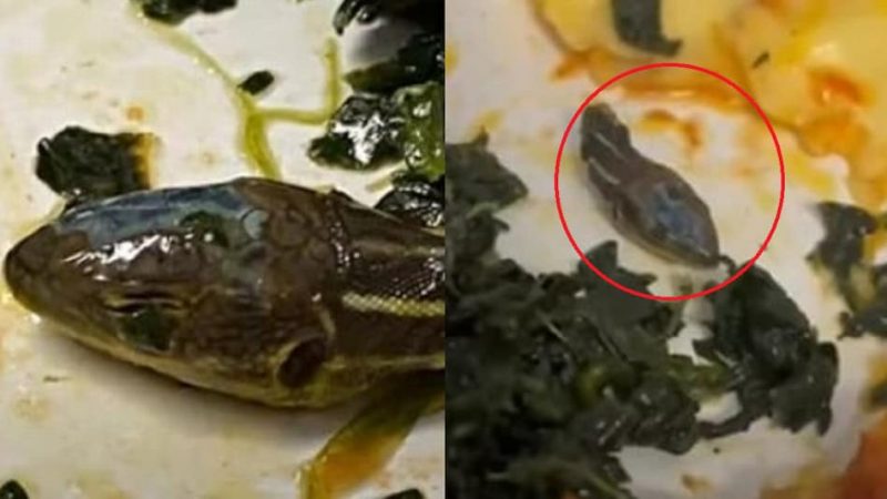 फ्लाइट के वेज खाने से निकला सांप का सिर, वीडियो हुआ वायरल