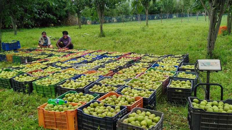 जशपुरनगर : जिल के 1700 किसान नाशपाती की खेती से हो रहे लाभान्वित