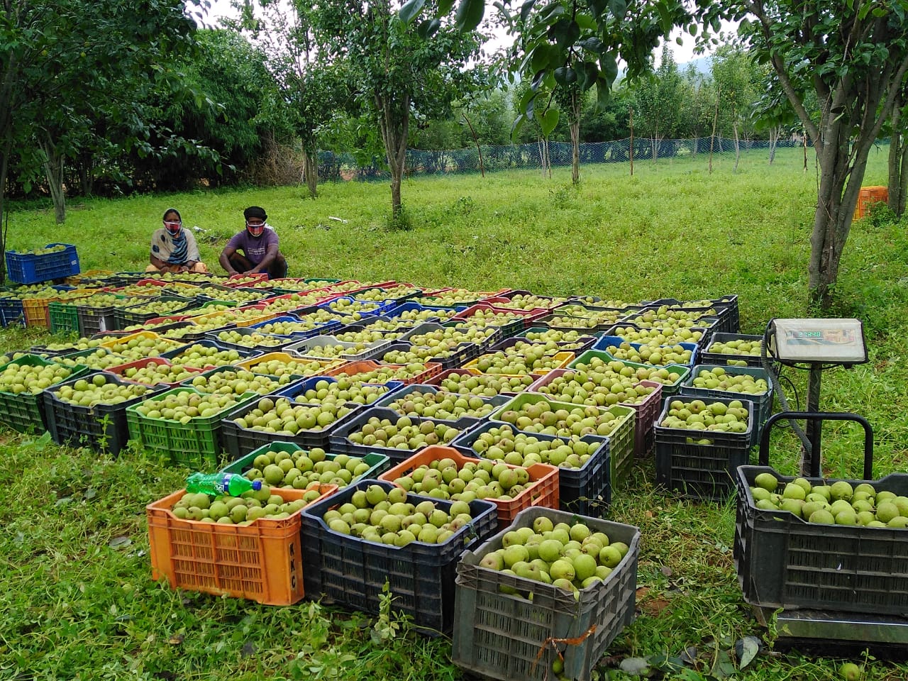 जशपुरनगर : जिल के 1700 किसान नाशपाती की खेती से हो रहे लाभान्वित