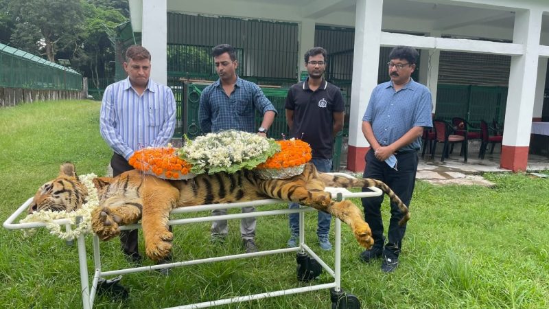 राजकीय अंदाज में ‘राजा’को दी गई अंतिम विदाई, -विश्व के सबसे उम्रदराज रॉयल बंगाल टाइगर का सोमवार को हुआ था निधन