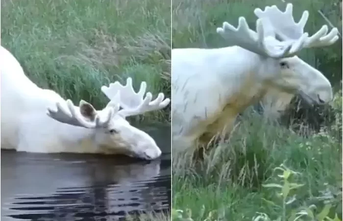 रेयर सफेद हिरण का वीडियो वायरल, नहाकर जिस स्वैग से निकला वो लोगों को टच कर गया