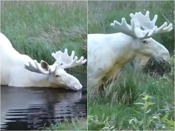 रेयर सफेद हिरण का वीडियो वायरल, नहाकर जिस स्वैग से निकला वो लोगों को टच कर गया