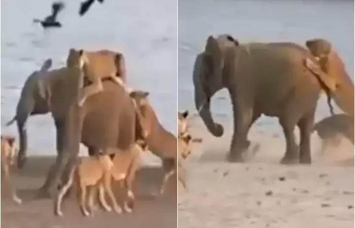 17 शेरों ने किया हाथी के बच्चे पर अटैक, लेकिन उसने हिम्मत नहीं हारी और खेला कर दिया!
