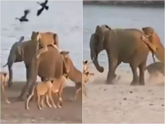 17 शेरों ने किया हाथी के बच्चे पर अटैक, लेकिन उसने हिम्मत नहीं हारी और खेला कर दिया!