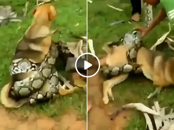 कुत्ते को बचाने के लिए अजगर से भिड़ गए बच्चे, IAS ने कहा- शाबाश बहादुर बच्चों!