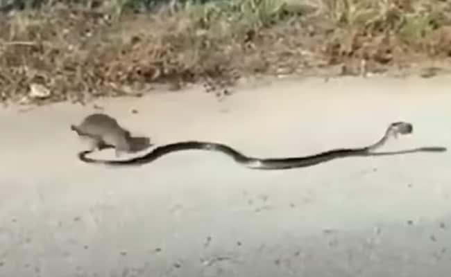 किंग कोबरा से अकेला ही भिड़ गया चूहा, VIDEO देख डर के मारे सुन्न हो जाएंगे हाथ-पैर!