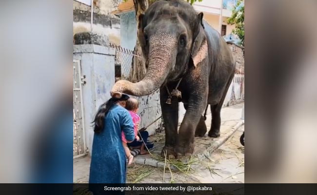 IPS ने गणेश चतुर्थी पर शेयर किया खूबसूरत Video, गजराज ने मां और बच्चे को खास अंदाज़ में दिया आशीर्वाद