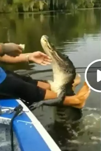 मगरमच्छ के साथ बंदे का ‘याराना’ देख चौंक गए लोग, बोले- वह कुत्ता नहीं है!