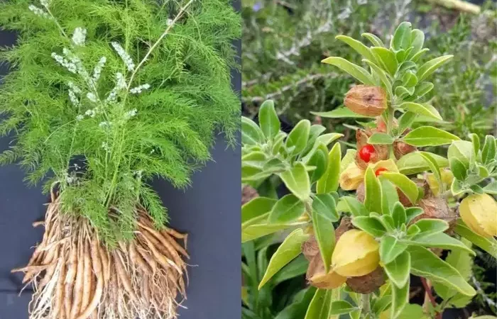 शिलाजीत की तरह काम करती हैं ये 15 चीजें, Ayurveda डॉक्टर दी पुरुषों को खाने की सलाह