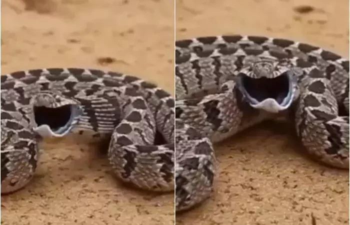 रसेल वाइपर सांप ने किया खतरनाक अटैक, इतनी तेजी आपने देखी नहीं होगी
