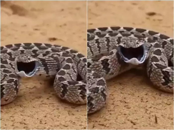 रसेल वाइपर सांप ने किया खतरनाक अटैक, इतनी तेजी आपने देखी नहीं होगी