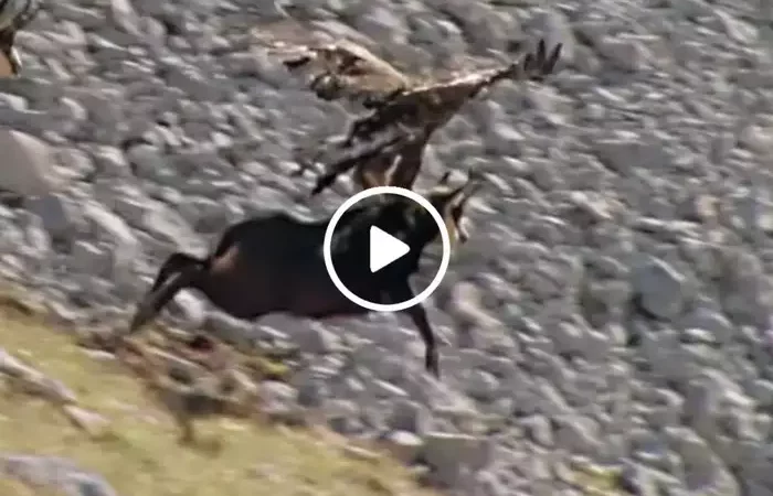 बाज ने किया बकरी पर अटैक, हवा में ले जाने के लिए लगाई ताकत, वीडियो वायरल