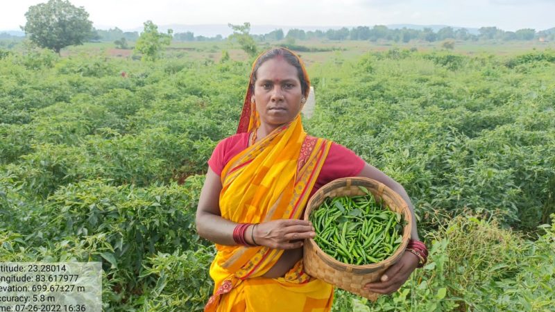 गौठान में मिर्च की खेती कर महिलाएं हो रही मालामाल