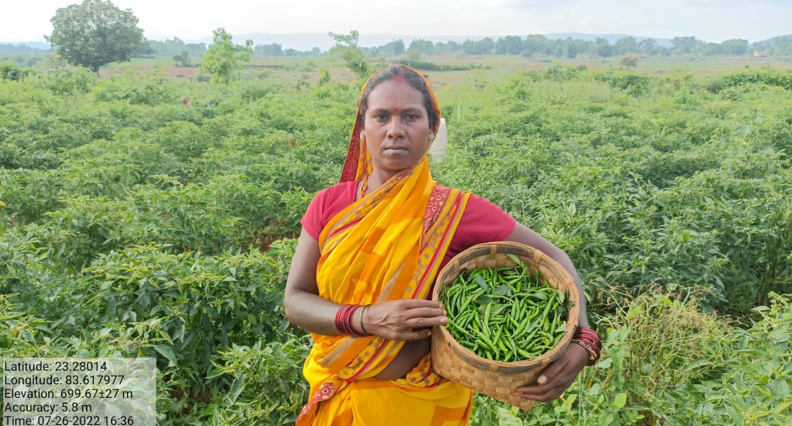 गौठान में मिर्च की खेती कर महिलाएं हो रही मालामाल