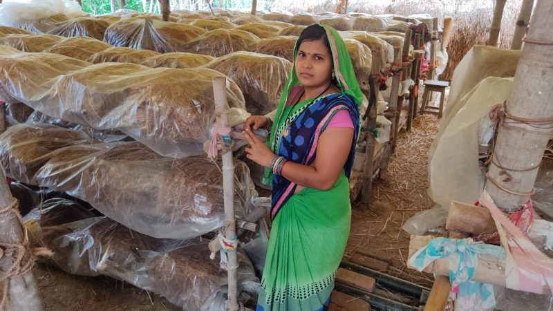 मशरुम उत्पादन ने बदली समूह की महिलाओं की जिंदगी