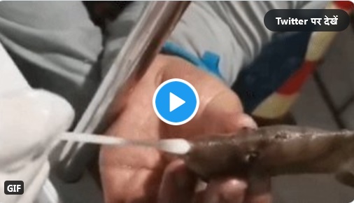 चीन में अब मछलियों का भी किया जा रहा कोरोना टेस्ट