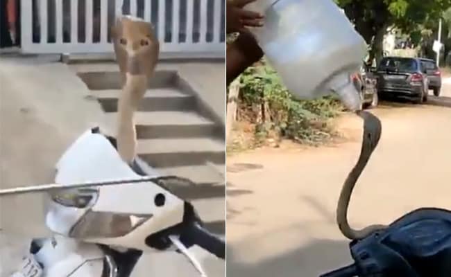 स्कूटी से आ रही थी फुंफकारने की आवाज, हैंडल खोलकर देखा तो फन उठाकर बैठा था किंग कोबरा!