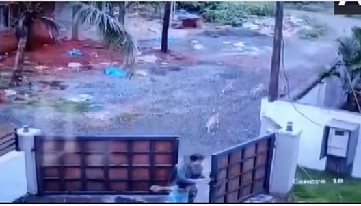 कन्नूर में आवारा कुत्तों के हमले से इस तरह बच निकले दो छात्र, होश उड़ा देगा ये वीडियो