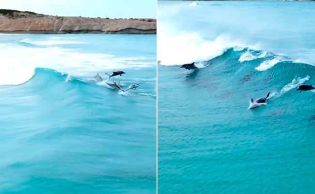 समुद्र में मस्ती के मूड में लहरों को चीरते रेस लगाती दिखीं Dolphin
