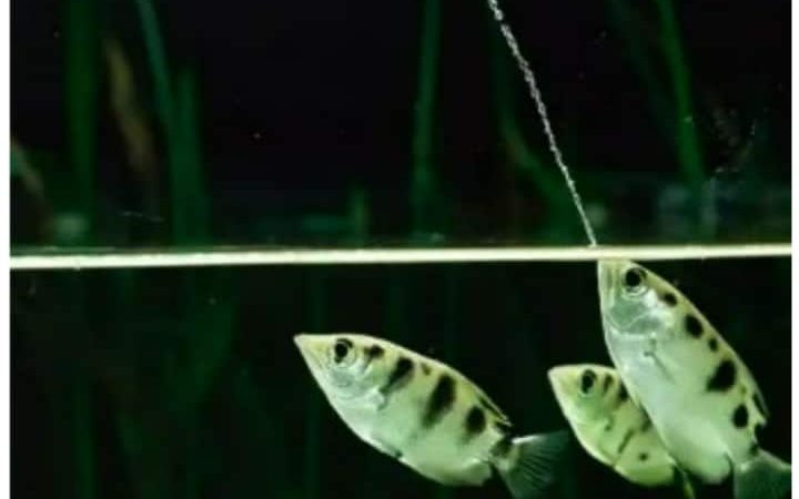 ये मछली पानी की धार ऐसे मारती है जैसे बाण से शिकार, वीडियो में देखिए कैसे शिकार किया