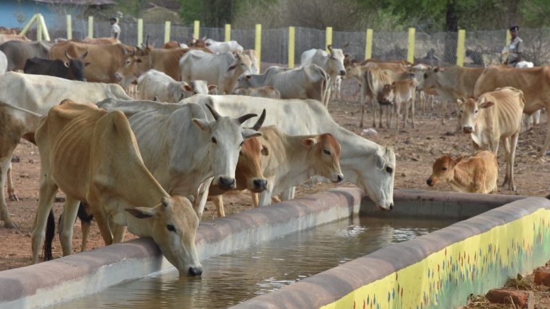 विशेष लेख : गोधन न्याय योजना करती है आर्थिक-सामाजिक क्रांति का उद्घोष