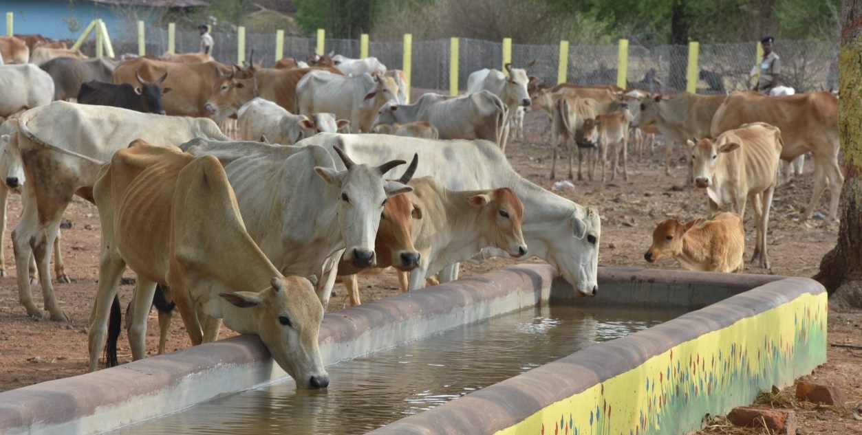 विशेष लेख : गोधन न्याय योजना करती है आर्थिक-सामाजिक क्रांति का उद्घोष