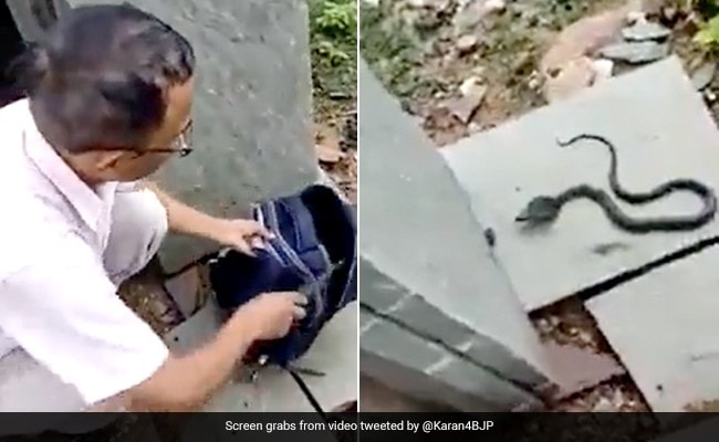 छात्रा के स्कूल बैग से निकला ख़तरनाक कोबरा, वीडियो देख लोग हो गए हैरान